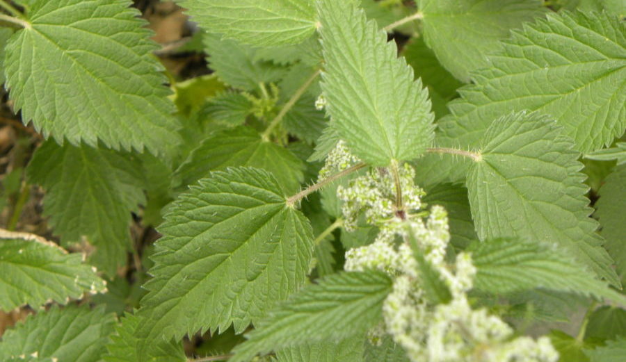 stinging-nettle-1637584